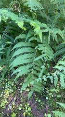 Pelazoneuron kunthii