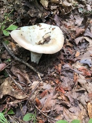 Russulaceae