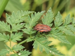 Graphosoma italicum italicum