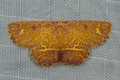 Chrysocraspeda ozophanes