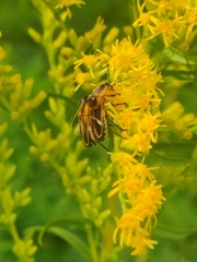 Chauliognathus marginatus