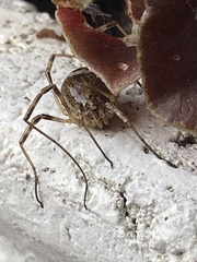 Odiellus spinosus