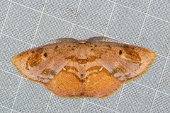 Chrysocraspeda plumbeofusa