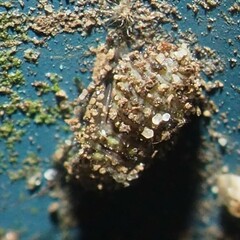 Psocidae