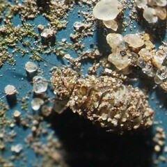 Psocidae