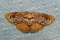 Chrysocraspeda plumbeofusa