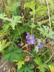 Geranium pratense