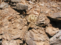 Argiope lobata