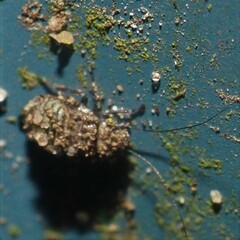 Psocidae