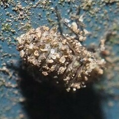 Psocidae