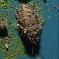 Psocidae