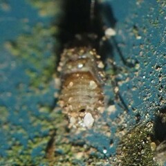 Psocidae