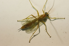 Ichneumonoidea