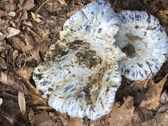 Lactarius indigo