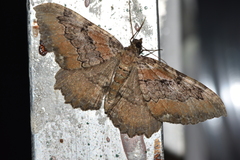 Rheumaptera meadii