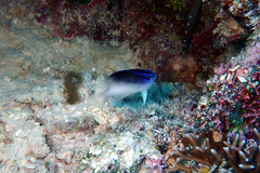 Chrysiptera rollandi