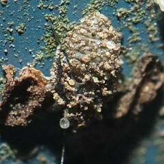 Psocidae