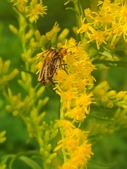 Chauliognathus marginatus