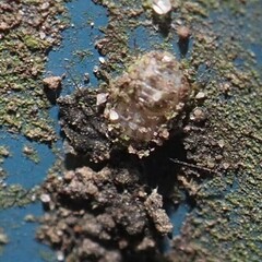 Psocidae