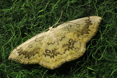Cyclophora annularia