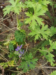 Geranium pratense