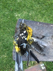 Pheucticus aureoventris