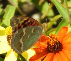 Argynnis pandora