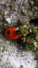 Adalia bipunctata