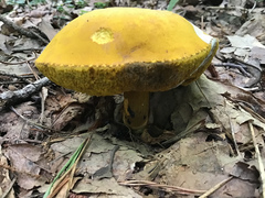 Retiboletus ornatipes