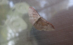 Idaea degeneraria