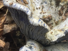 Lactarius indigo