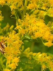 Chauliognathus marginatus