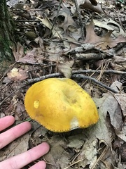Retiboletus ornatipes