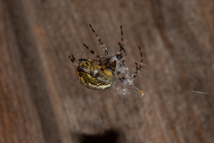 Araneus marmoreus