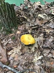 Retiboletus ornatipes