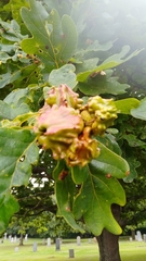 Andricus quercuscalicis