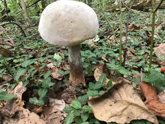 Laccaria ochropurpurea