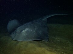 Bathytoshia brevicaudata