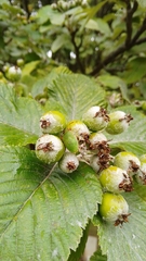 Acanthosoma haemorrhoidale