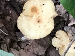 Lactarius psammicola