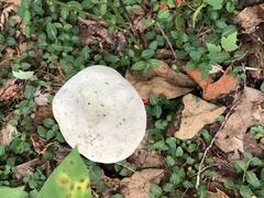 Laccaria ochropurpurea