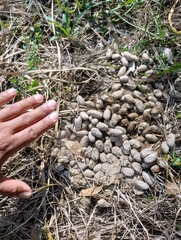 Hydrochoerus hydrochaeris