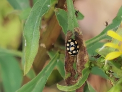 Coccinula quatuordecimpustulata