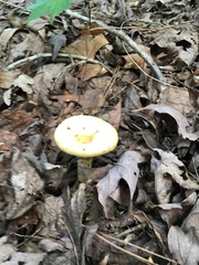 Laccaria ochropurpurea