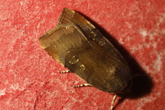 Noctua janthina