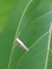 Argyresthia