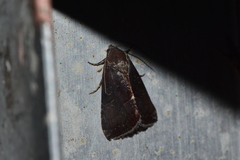Galgula partita