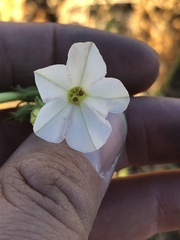Nicotiana