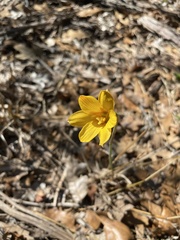 Zephyranthes tubispatha
