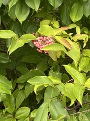 Viburnum cassinoides